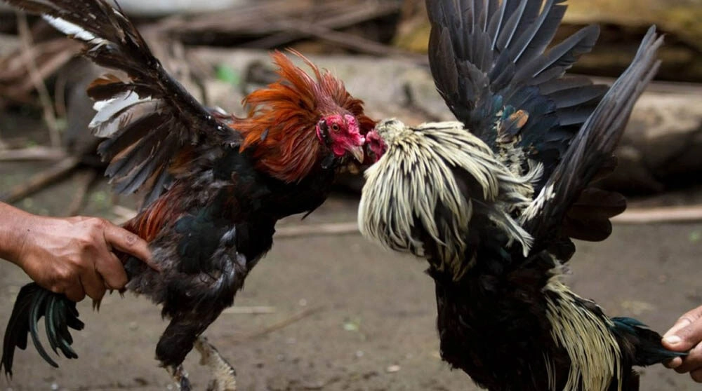 Cách Chọn Gà Đá Cựa Sắt Hay | Bí Quyết Lựa Chiến Kê Khủng