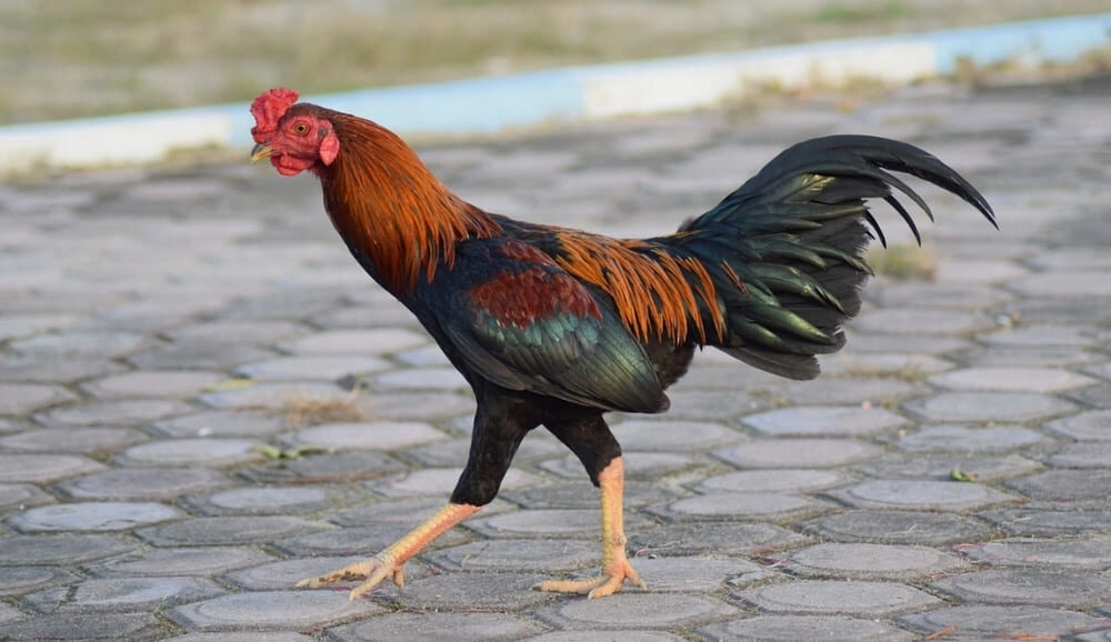 Cách nhận biết đòn lối gà chọi đấm