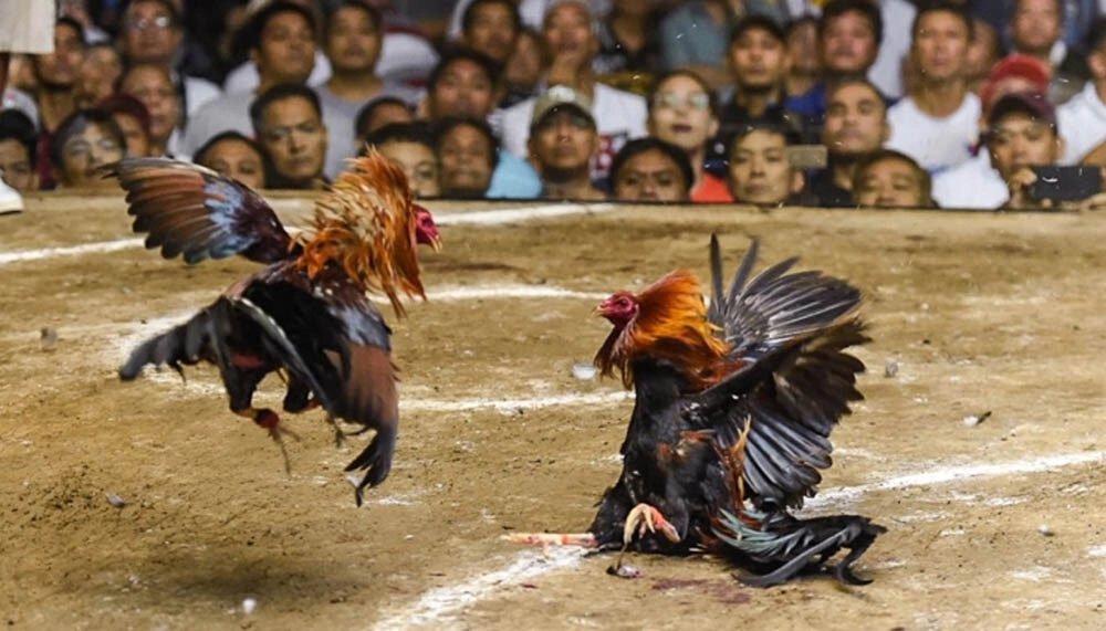 Cách Tính Tiền Đánh Bạc Trong Đá Gà | Quy Tắc Tiền Về Túi