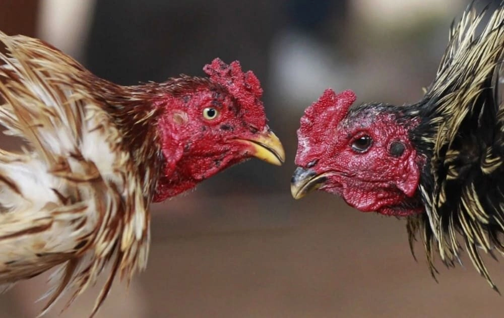 Cắt tai tích cho gà đá bo lớn