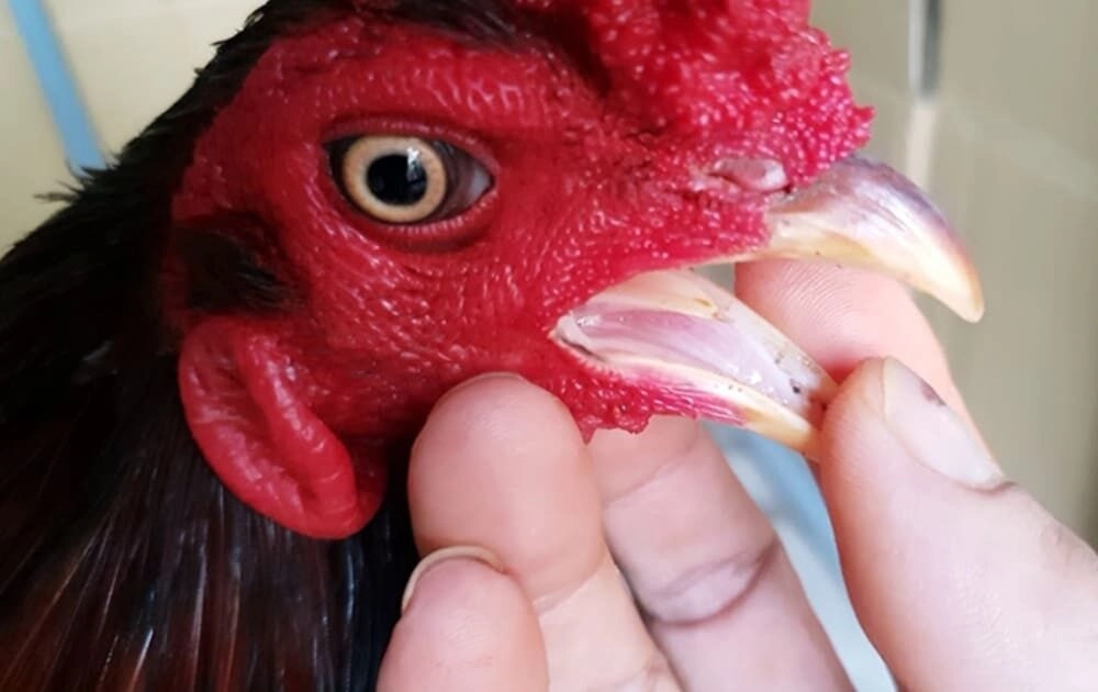 Chi tiết cách xem lưỡi gà đá hay