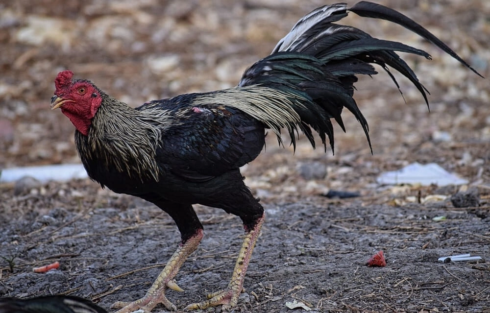 Gà đá mu sống lưng