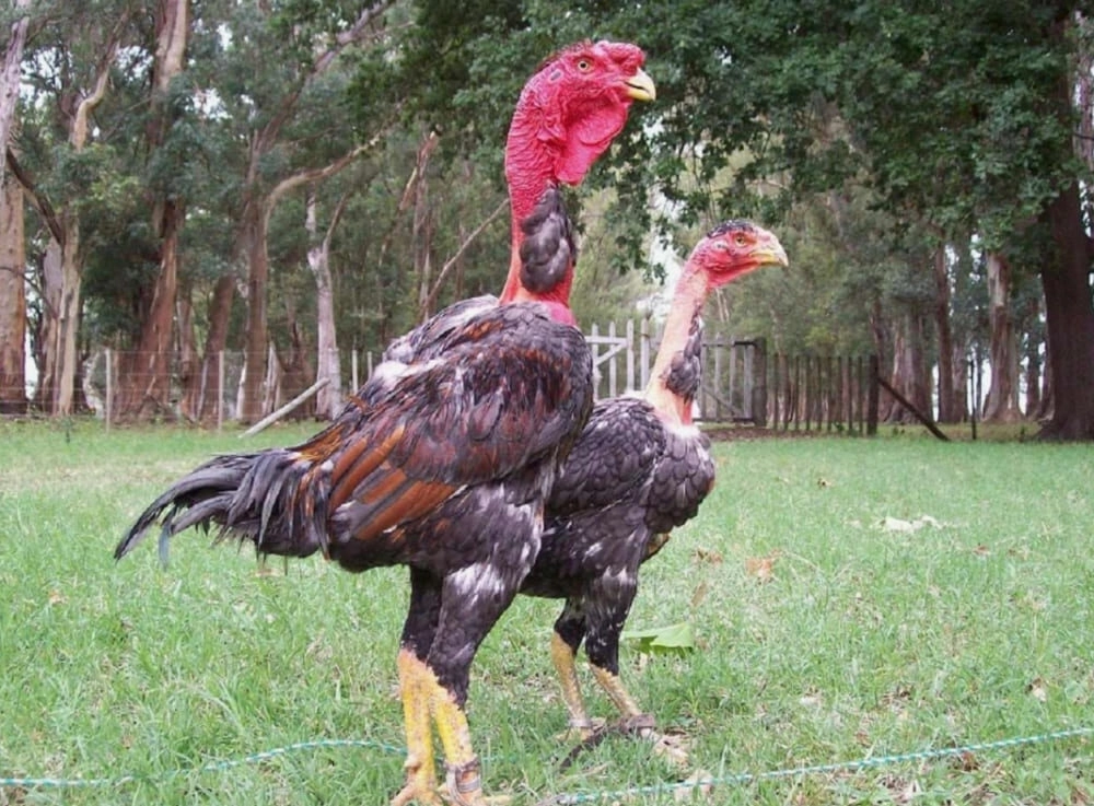 Hướng dẫn cách chọn dáng đứng của gà đá hay