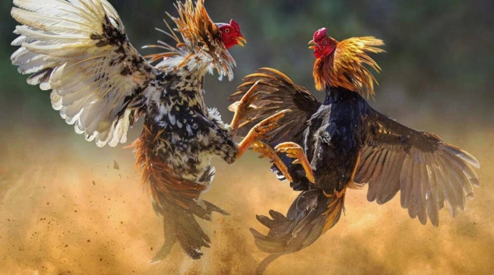 Hướng dẫn chọn giống nhận biết gà đá hay