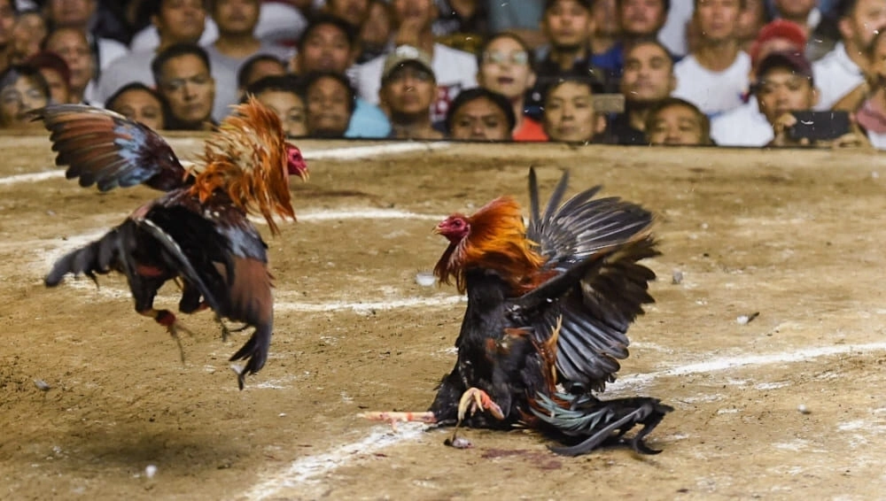 Kỹ thuật vần gà chuẩn xác luyện gà chọi