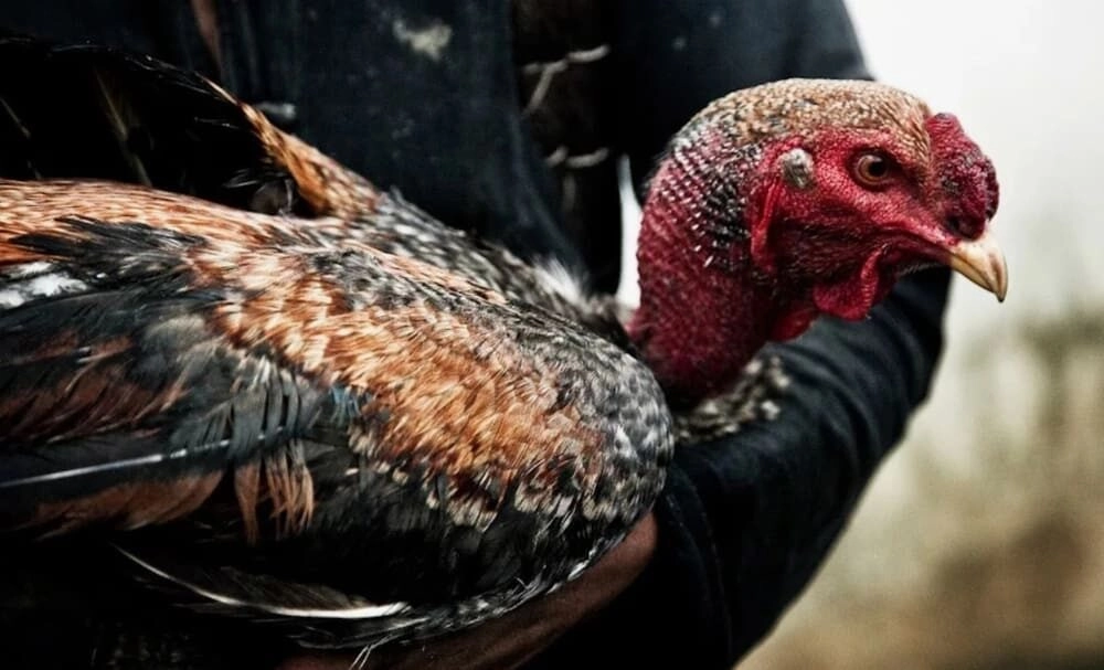 Lịch trình hoạt động và môi trường sống của gà đá bo