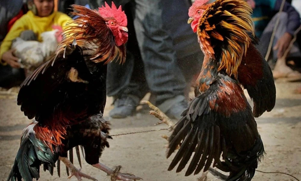 Một vài hình thức đá gà phổ biến trên thị trường