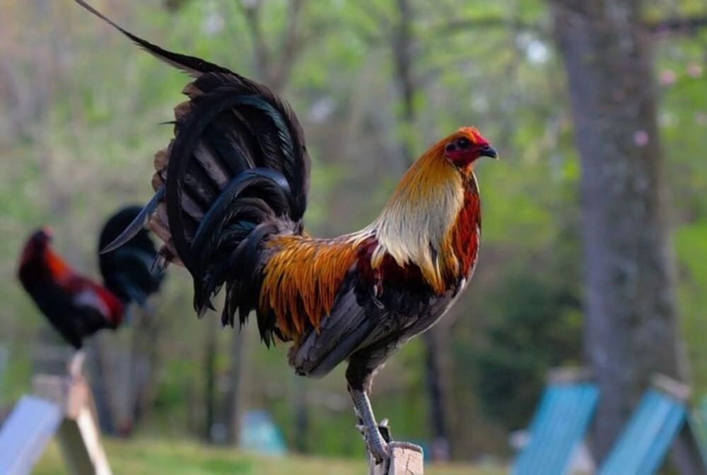 Nhận biết tướng gà đá cưa đè