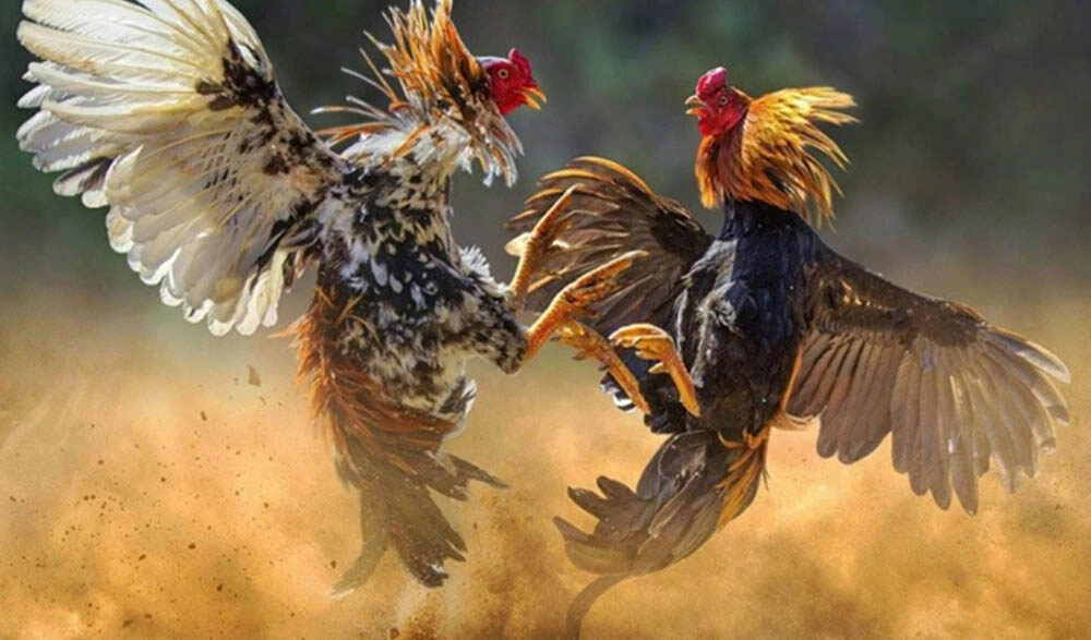 Quần sương dãi nắng