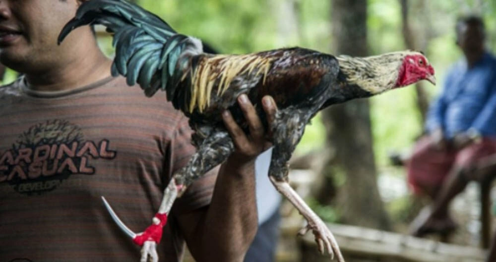 Quy trình chăm sóc gà sau các trận tử chiến